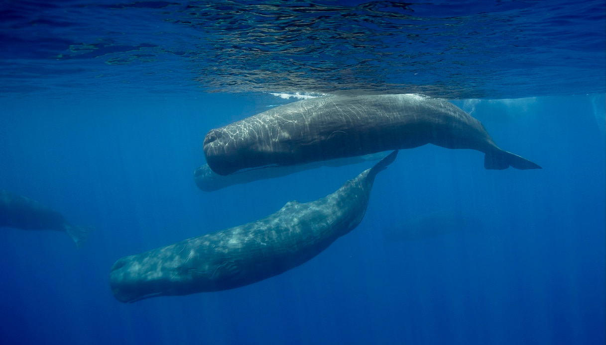 Boom balenottere e capodogli in Liguria: 