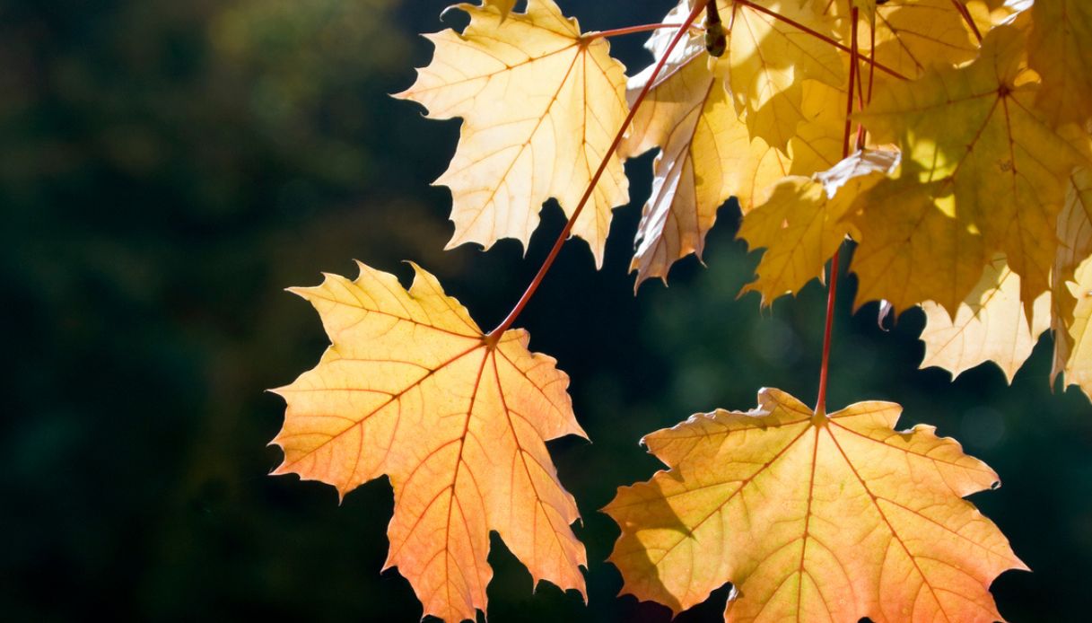 Foglie d'autunno in piena estate in Veneto: cosa sta succedendo