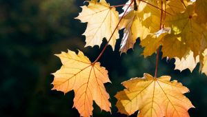 Foglie autunno estate