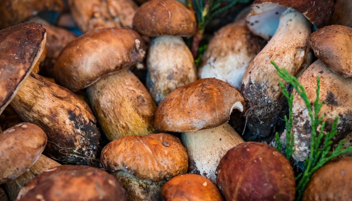 Troppo caldo, allarme funghi porcini in Italia: cosa succede