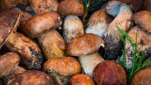 Funghi porcini