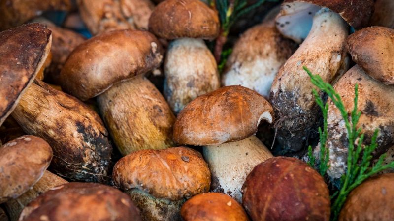 Funghi porcini