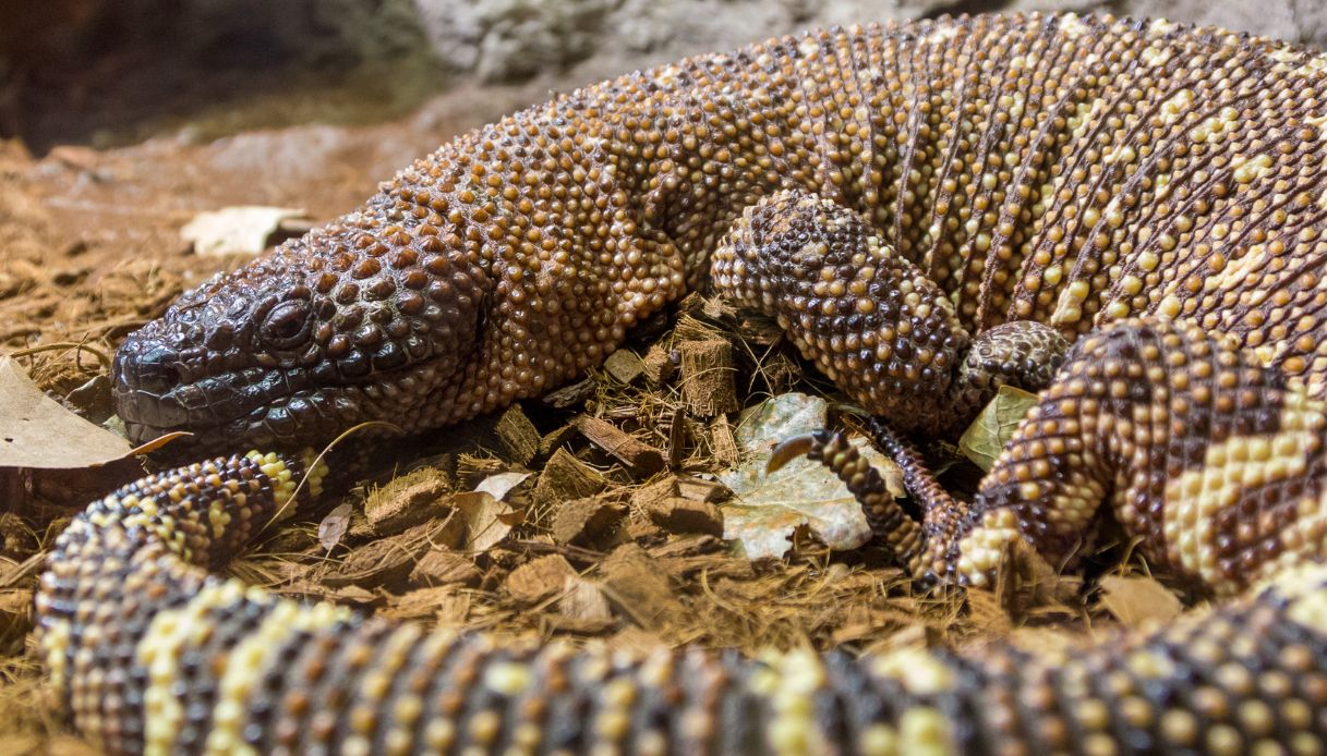 Una lucertola perlinata messicana