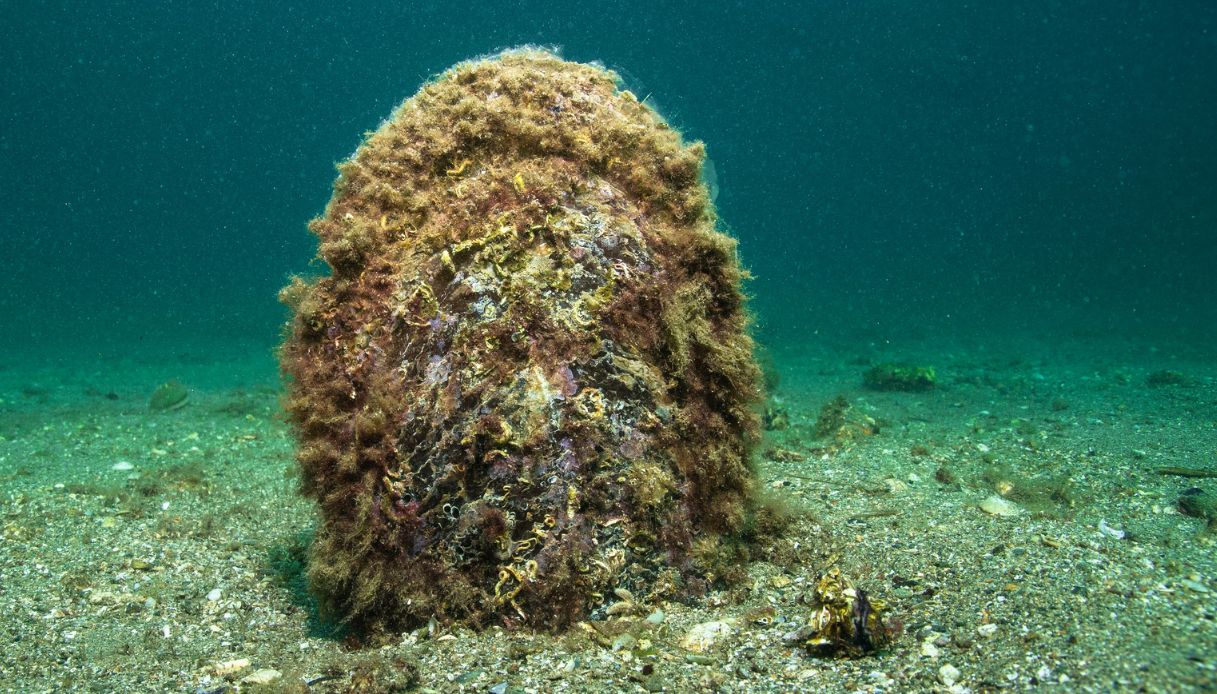 Sorpresa a Trieste: in mare nuova generazione di nacchera di mare