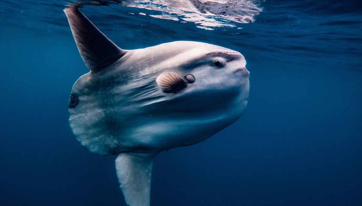 Un pesce luna