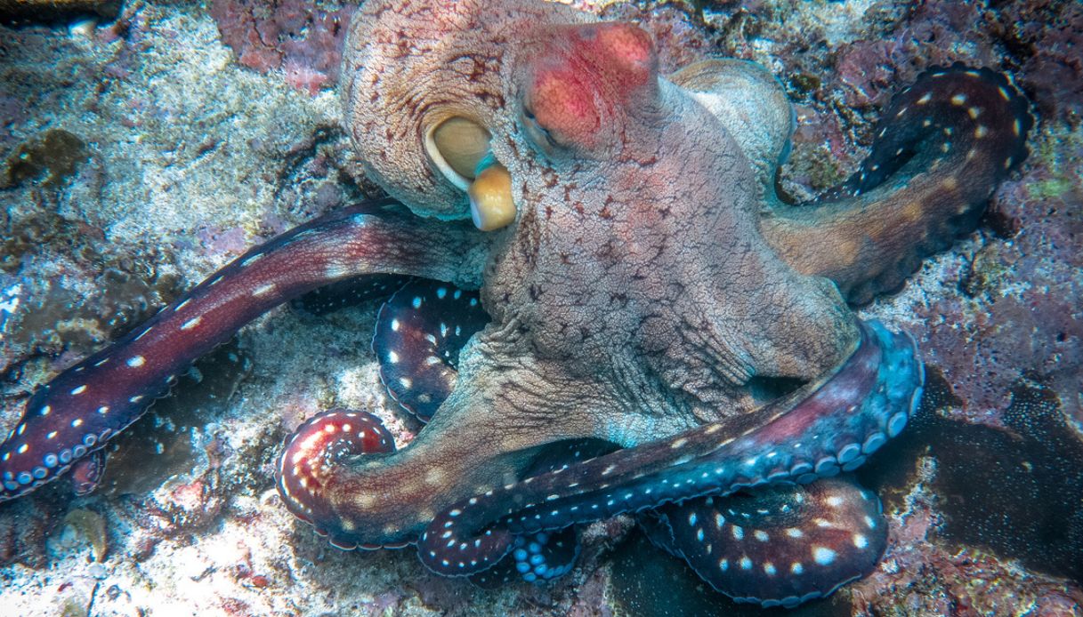 Perché circa 500 mila polpi saranno liberati in mare in Romagna