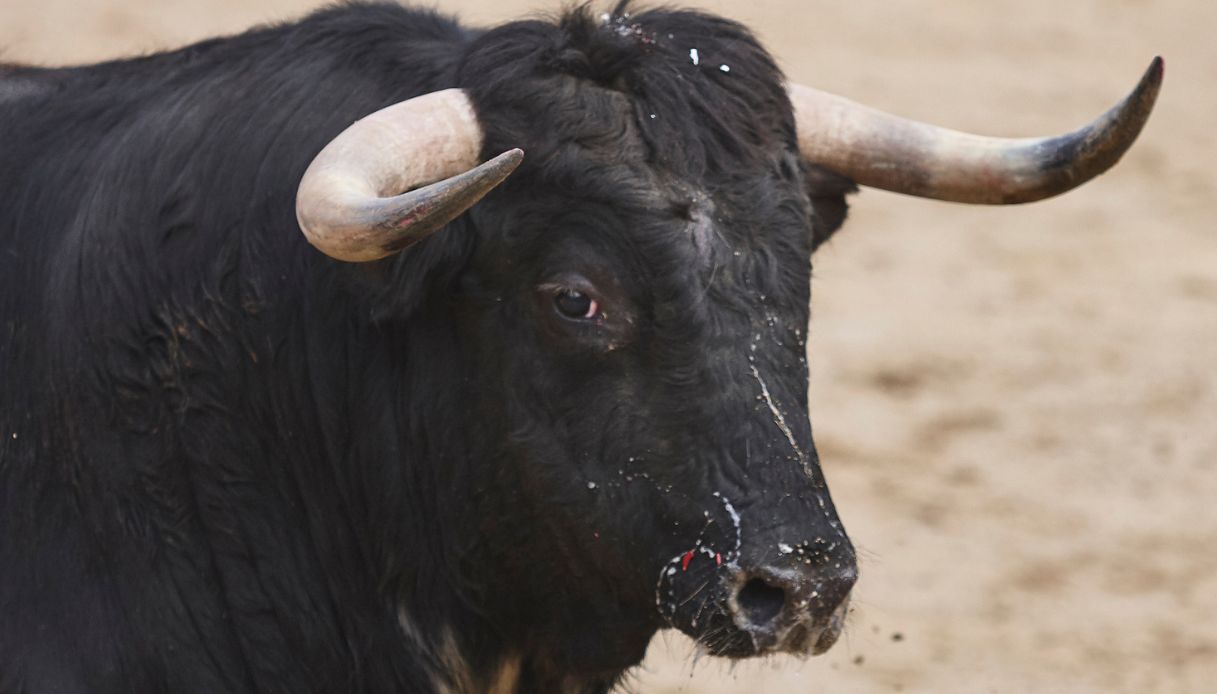 Un toro