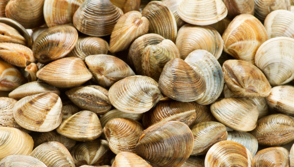 allarme vongole Veneto