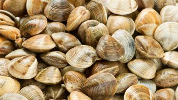 allarme vongole Veneto