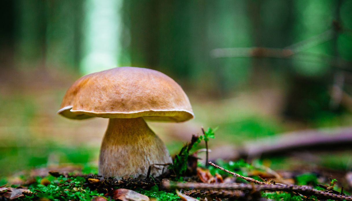 app cercatore di funghi