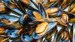 Cozze