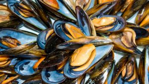 Cozze