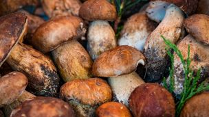 Funghi porcini