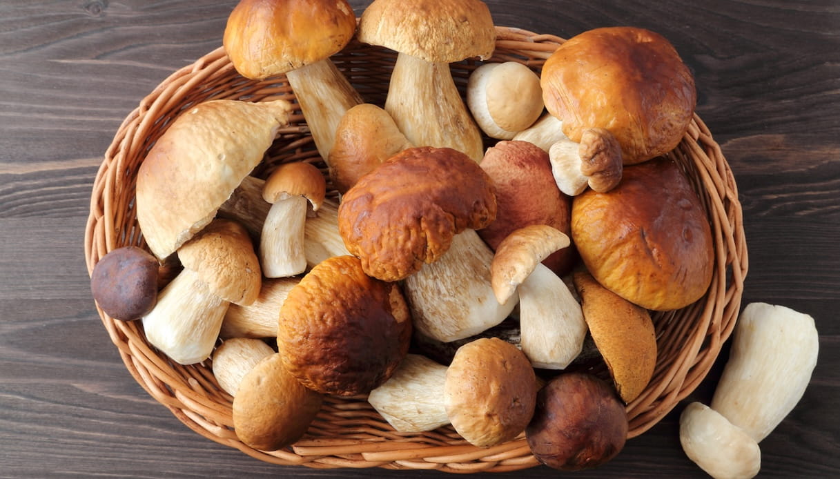 Funghi porcini