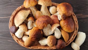 Funghi porcini