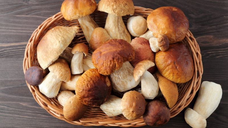 Funghi porcini