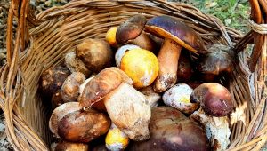 Funghi