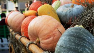 Grande cesto di zucche di diversi colori e forme esposto all’aperto durante una festa di paese