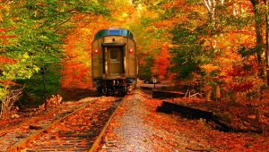 Treno foliage