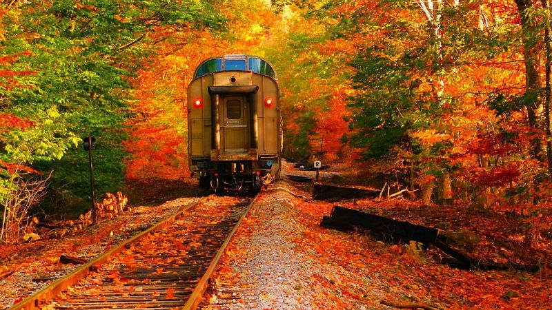 Treno foliage