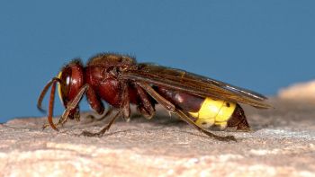 Una vespa orientalis