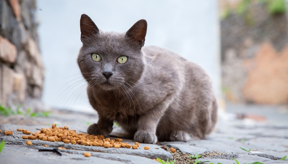 Gatto