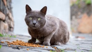 Gatto