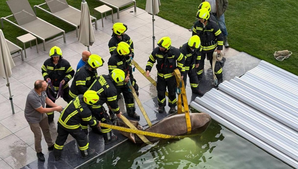 Che ci faceva una mucca nella piscina di un albergo in Val Venosta