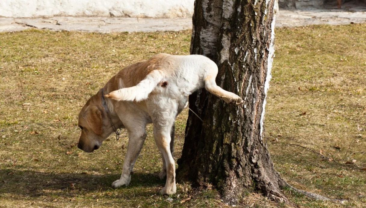La pipì dei cani è un problema