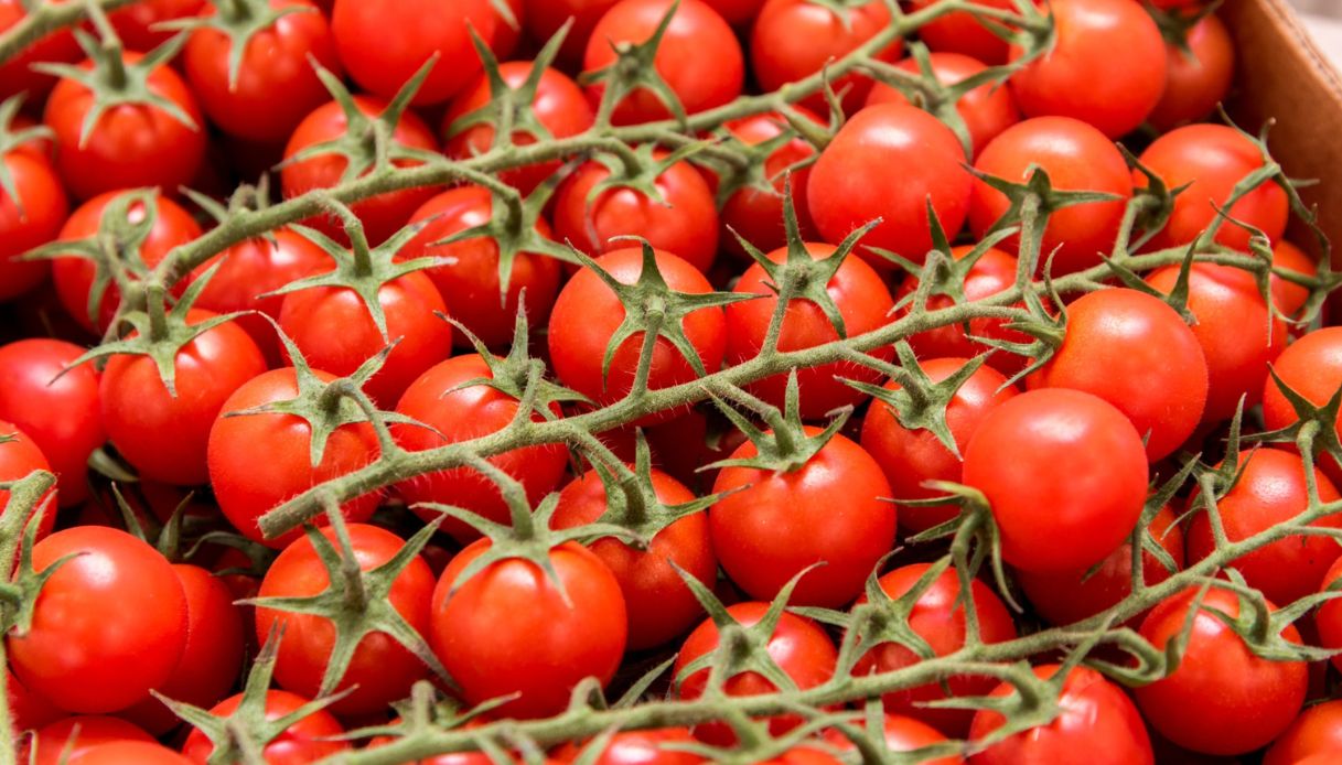 Pomodori freschi