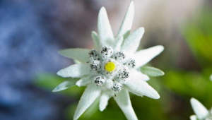 stelle-alpine-rubate-dolomiti-gabbia-furti