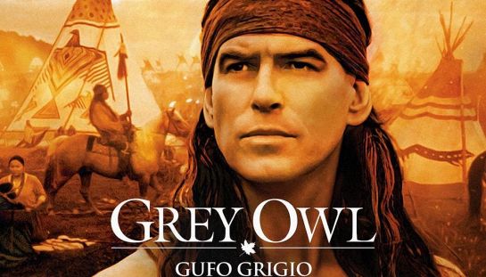 Grey owl - Gufo grigio Grey owl - Gufo grigio