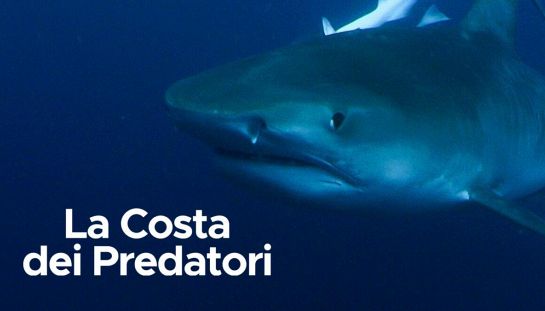 La costa dei predatori