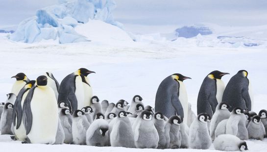 La marcia dei pinguini: Il richiamo La marcia dei pinguini: Il richiamo