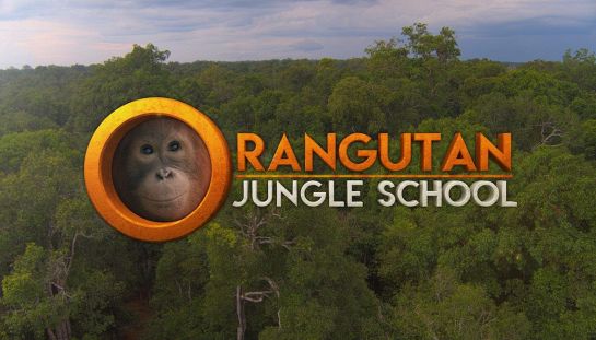 Orangutan Jungle School Orangutan Jungle School