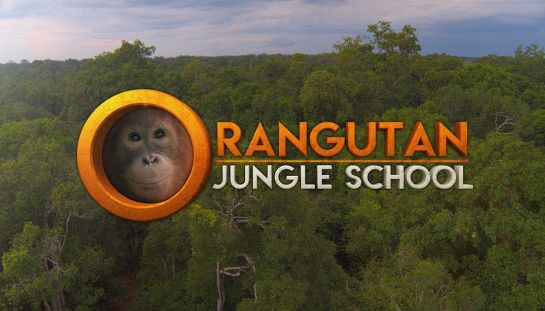 Orangutan Jungle School