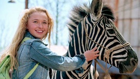 Striscia, una zebra alla riscossa Striscia, una zebra alla riscossa