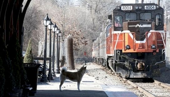 Hachiko - Il tuo migliore amico