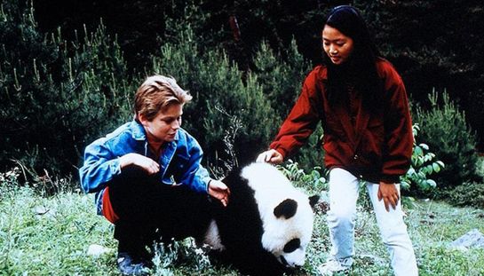 Il piccolo panda Il piccolo panda