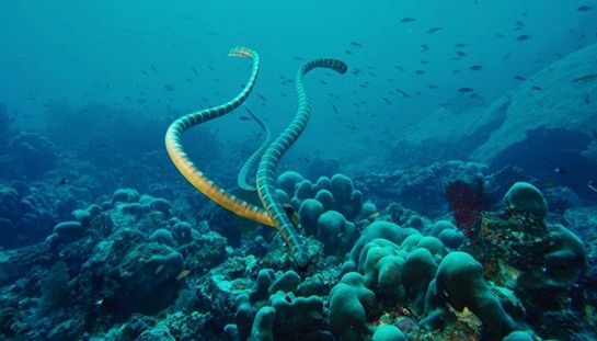 Under the Sea Under the Sea
