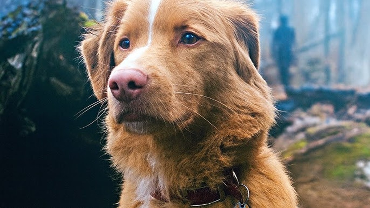 https://wips.plug.it/cips/libero.it/magazine/cms/2025/08/good-boy-trailer-trama-cast-film-horror-indy-cane-protagonista.jpg