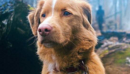 Good Boy, svelato il trailer del film horror raccontato dal punto di vista di un cane