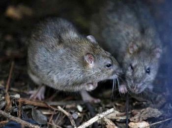 Febbre del topo o hantavirus, un caso in Italia: ecco i ...