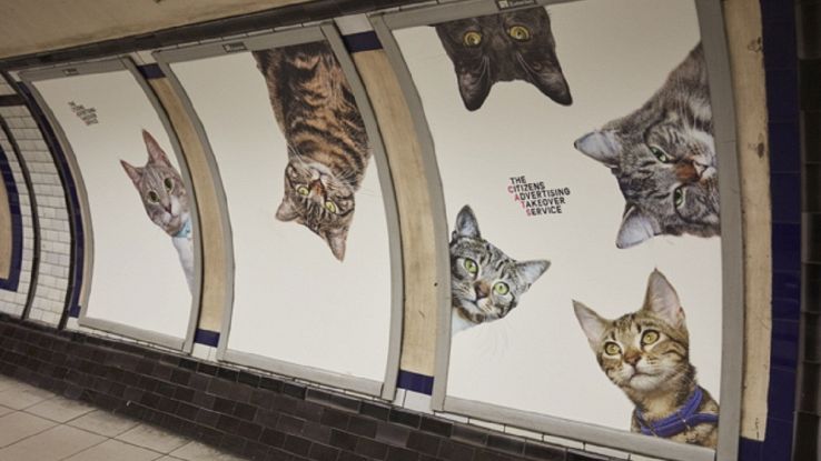 Nella Metro Di Londra Arrivano I Gatti In Cerca Di Casa Virgilio Notizie