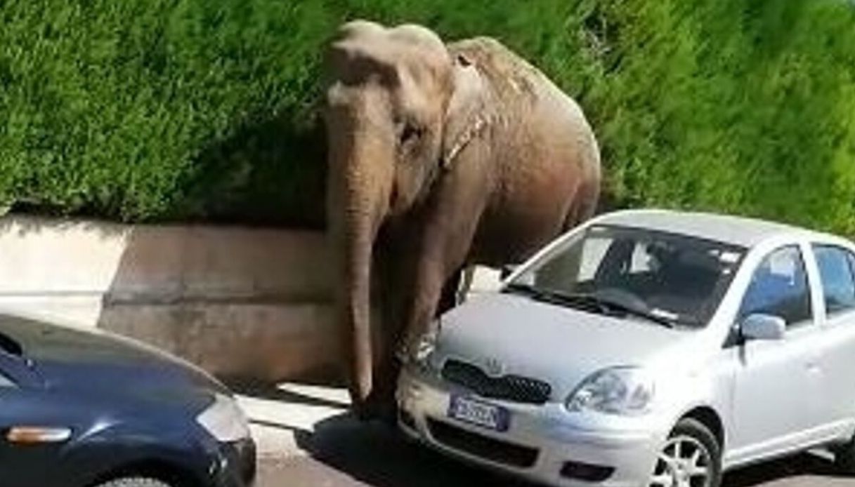 Risultati immagini per elefante scappa a brindisi