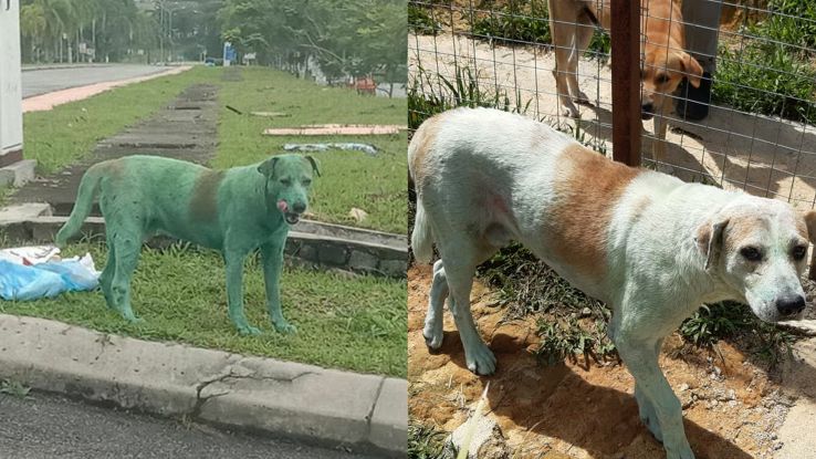 cane-malesia