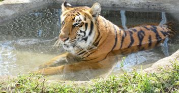 tigre