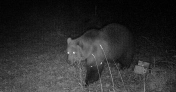 Brown bear sighted in Bavaria