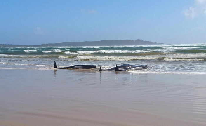 Balene spiaggiate in Tasmania