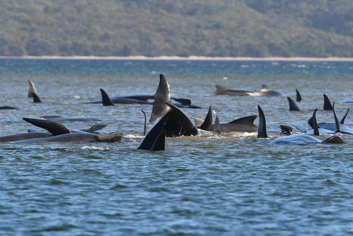 Balene spiaggiate in Tasmania